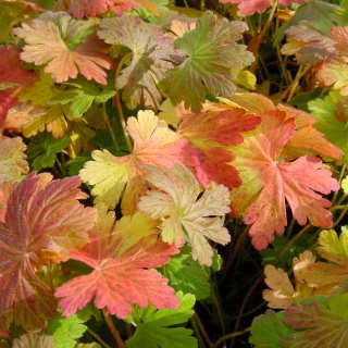 Herbstfärbung Geranium.